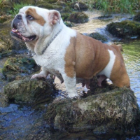 Photo de profil de Edelweiss