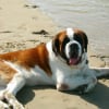 Photo de Buzz