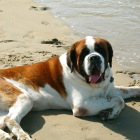 Photo de profil de Buzz