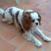 Photo de Reglis, Cavalier King Charles Spaniel
