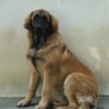 Photo de Djazz, Leonberger