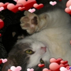 Photo de Micket 