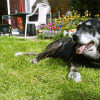 Photo de Jango 