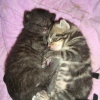 Photo de Tigrou et negrita