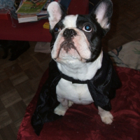 Photo de profil de Chado