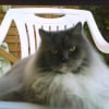 Photo de Caramel 