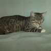Photo de Minou