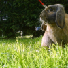 Photo de Fripon