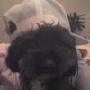 Photo de Van's, Bichon à poil frisé