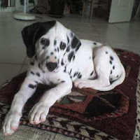Photo de profil de Cisco
