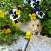 Photo de Cacahuette