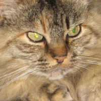 Photo de profil de Woolite