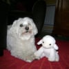 Photo de Snoopy