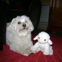 Photo de profil de Snoopy