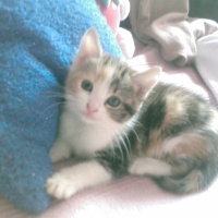 Photo de profil de Cooki