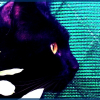 Photo de Salem
