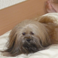 Photo de profil de Ulan
