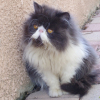 Photo de Domino