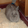 Photo de Noisette