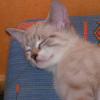 Photo de Mimi