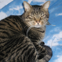 Photo de profil de Nico