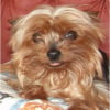 Photo de Chipie
