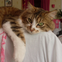 Photo de profil de Balou