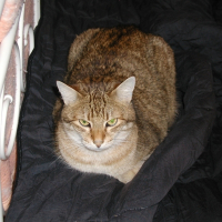 Photo de profil de Miel