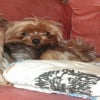 Photo de Petit-loup