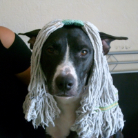 Photo de profil de Rocco