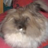 Photo de Monsieur loulou