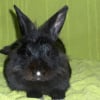 Photo de Boudinet
