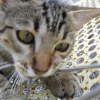 Photo de Minou