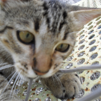 Photo de profil de Minou