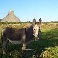 Photo de profil de Trotro