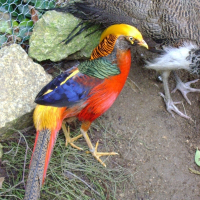 Photo de profil de Fifi