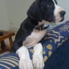 Photo de Engy, Dogue Allemand