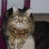 Photo de Clochette, Maine Coon