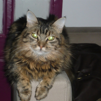 Photo de profil de Clochette