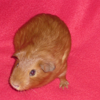 Photo de profil de Coquin