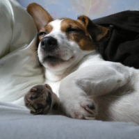 Photo de profil de Teddy