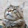 Photo de Clyde