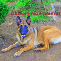 Photo de profil de Chalom