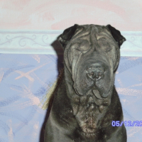 Photo de profil de Baccara