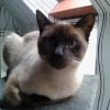 Photo de Pépito