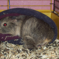 Photo de profil de Minie