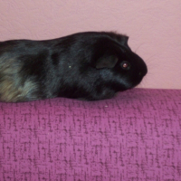 Photo de profil de Coquine