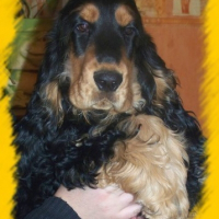 Photo de profil de Dark knight