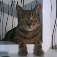Photo de profil de Grizou