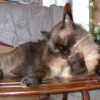 Photo de Mozart